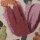 SANDER Monterey Kissenhülle mit großem Blumenmotiv